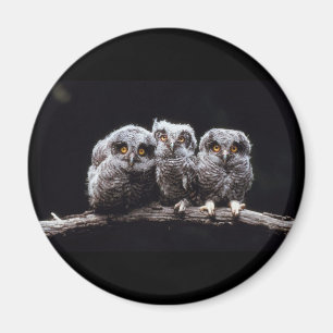 Eulen Magnet