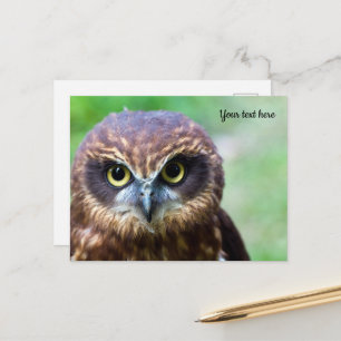 Eulen-Postkarte Postkarte