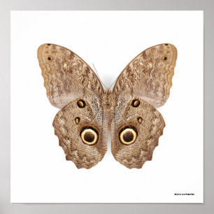 Eulen-Schmetterling Poster