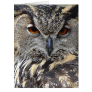 Eulen-Tiervogel-Natur-Park-Baum-Harmonie-Schicksal