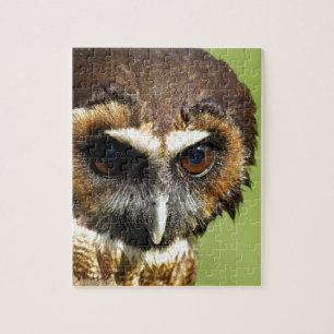 Eulen-Tiervogel-Natur-Park-Baum-Harmonie-Schicksal
