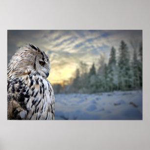 Eulenporträt auf Winterwaldhintergrund Poster