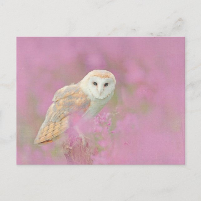 Eulenpostkarte Postkarte (Vorderseite)
