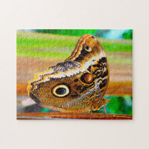 Eulenschmetterling.