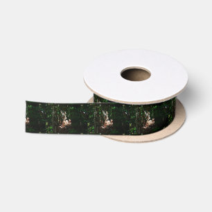 EUNGELLA NATIONALPARK QUEENSLAND AUSTRALIEN SATINBAND