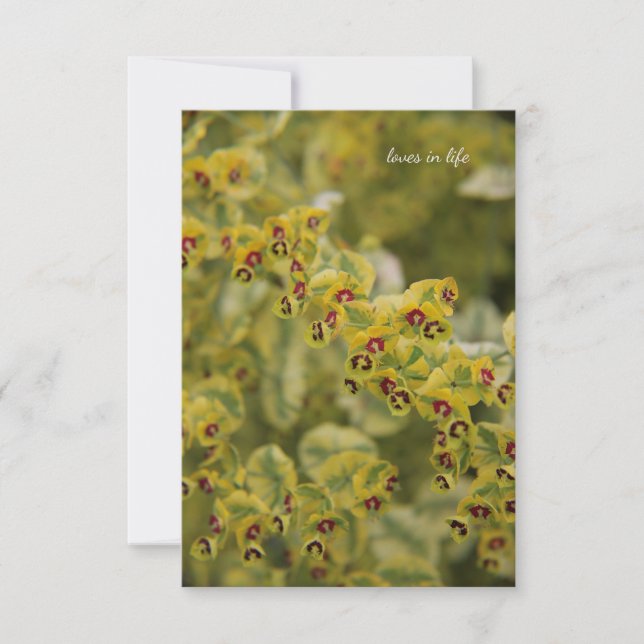 Euphorbia Mitteilungskarte (Vorderseite)