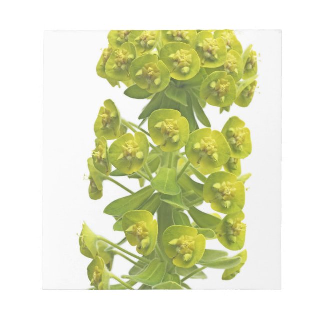 Euphorbia Notizblock (Vorderseite)