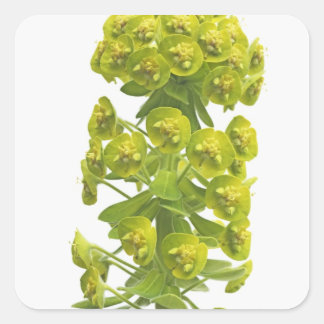 Euphorbia Quadratischer Aufkleber