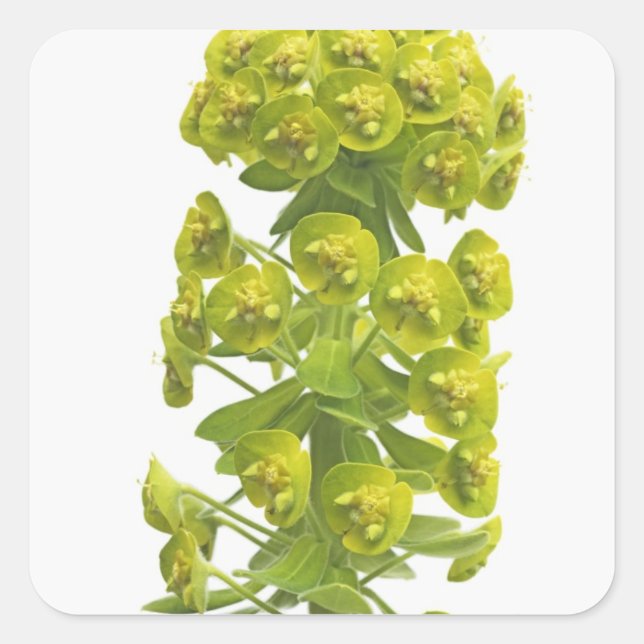 Euphorbia Quadratischer Aufkleber (Vorderseite)