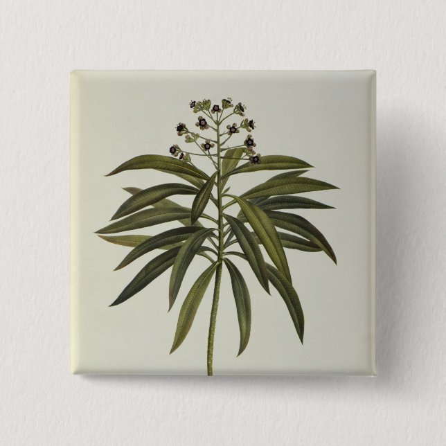 Euphorbiengummi Mellifera Button (Vorderseite)