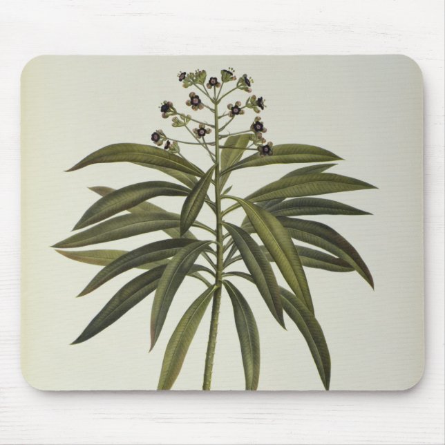 Euphorbiengummi Mellifera Mousepad (Vorne)