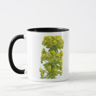 Euphorbiengummi Tasse