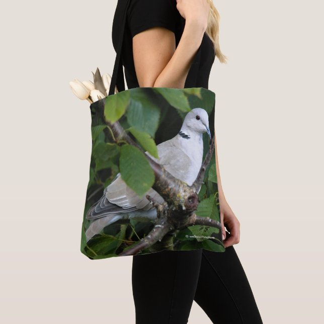 Eurasian Collared Dove auf dem Kirschbaum Tasche (Von Nahem)