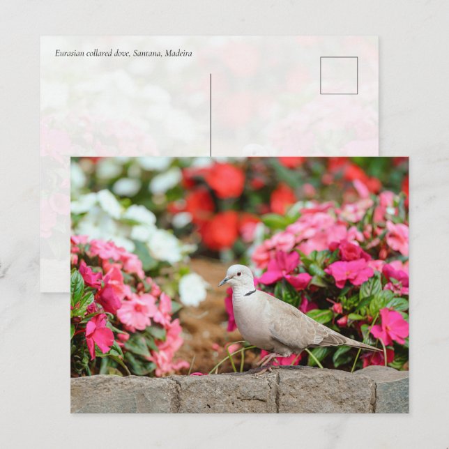 Eurasian Collared Dove in Santana Garden, Madeira  Postkarte (Vorne/Hinten)