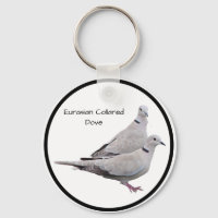 Eurasian Collared Dove