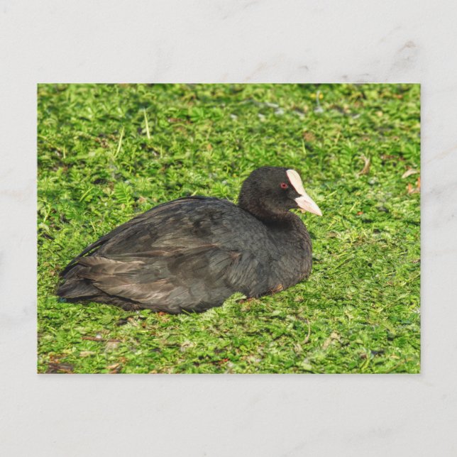 Eurasian Coot, Roath Park Lake, Cardiff, Wales. Postkarte (Vorderseite)