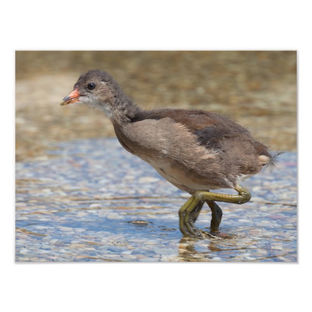 Eurasian Coot Young Chick Fotodruck (Vorne)