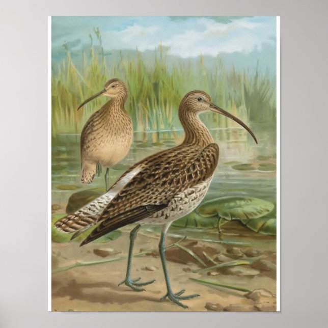 Eurasian Curlew Vintag Bird Illustration Poster (Vorne)