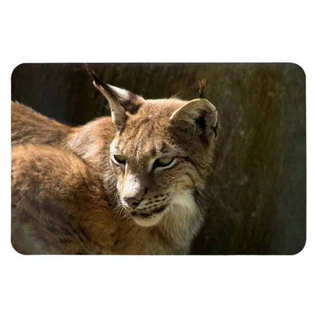 Eurasian Lynx Magnet (Horizontal)