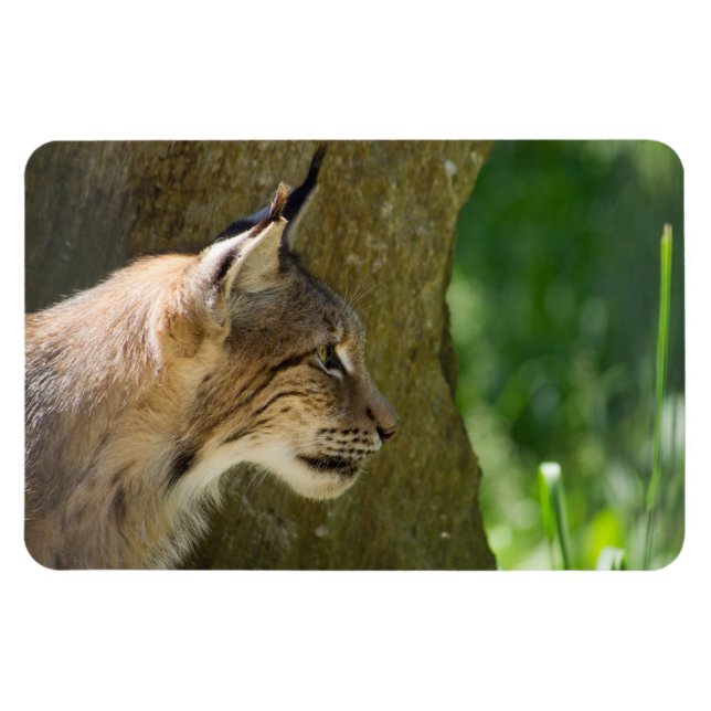 Eurasian Lynx Magnet (Horizontal)