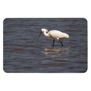 Eurasian Spoonbill Magnet
