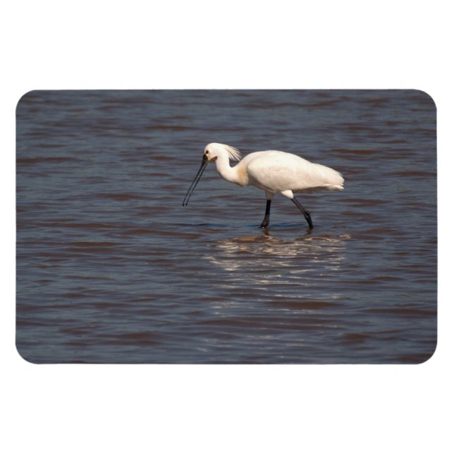 Eurasian Spoonbill Magnet (Horizontal)