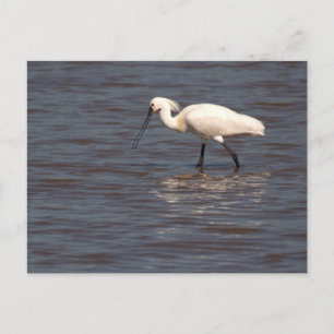 Eurasian Spoonbill Postkarte