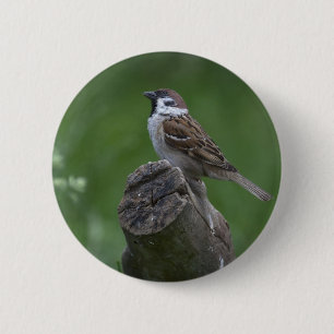 Eurasian Tree Sparrow Button