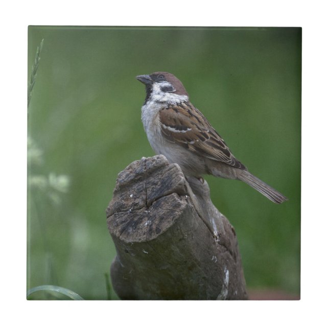 Eurasian Tree Sparrow Fliese (Vorderseite)