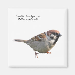 Eurasian Tree Sparrow Magnet