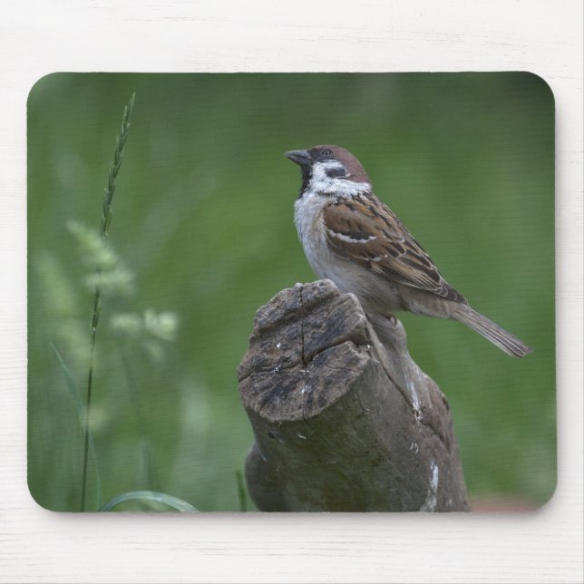 Eurasian Tree Sparrow Mousepad (Vorne)
