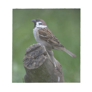 Eurasian Tree Sparrow Notizblock