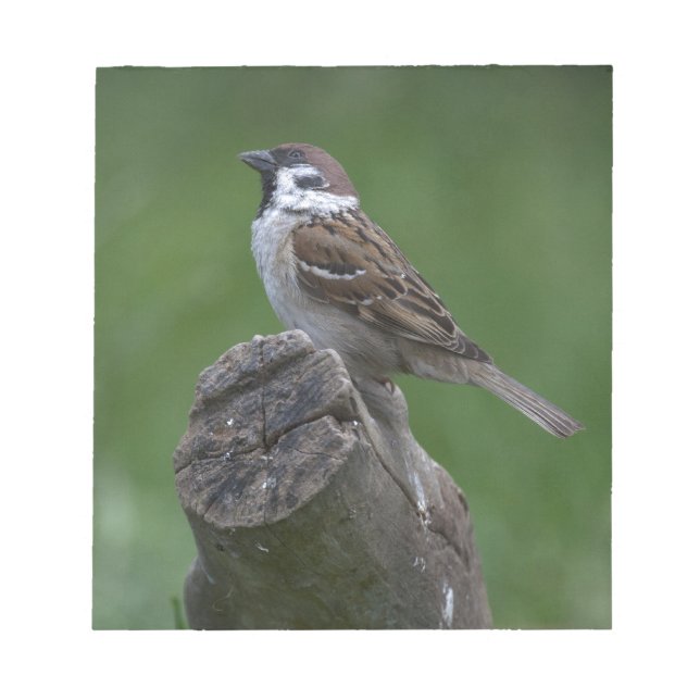 Eurasian Tree Sparrow Notizblock (Vorderseite)
