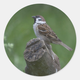 Eurasian Tree Sparrow Runder Aufkleber
