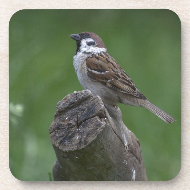 Eurasian Tree Sparrow Untersetzer (Vorderseite)