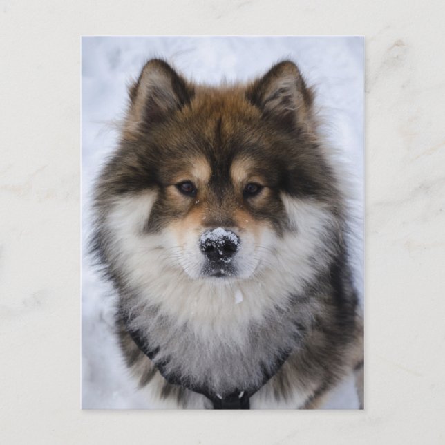 Eurasier, carte de voeux pour chien (Devant)