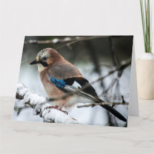 Eurasische Jay auf einer verschneiten Zweigniederl Karte