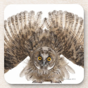Eurasische Scops-Eule - Otus scops (2 Monate alte) Untersetzer