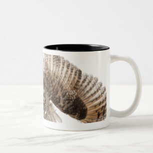 Eurasische Scops-Eule - Otus scops (2 Monate alte) Zweifarbige Tasse