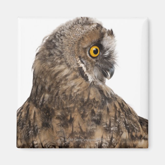 Eurasische Scops-owl - Otus scops (2 Monate alt) Magnet (Vorne)