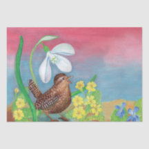 Eurasische Wren & Snowdrop & Primroses