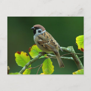 Eurasischer Baum-Sparrow im Herbst Postkarte