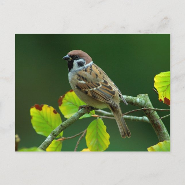 Eurasischer Baum-Sparrow im Herbst Postkarte (Vorderseite)