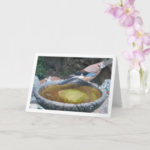 Eurasischer Jay-Vogel im Vogelbad Karte