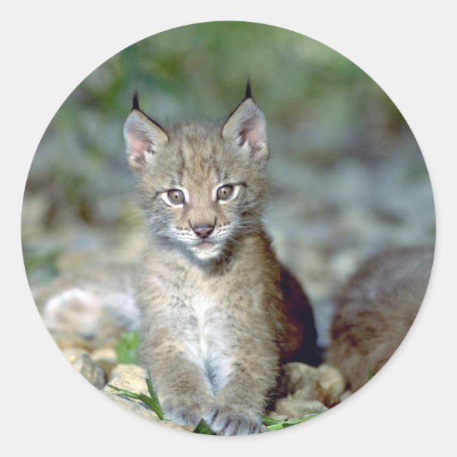 Eurasischer Luchs, junges Kätzchen Runder Aufkleber (Vorderseite)