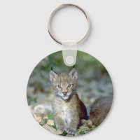 Eurasischer Luchs, junges Kätzchen