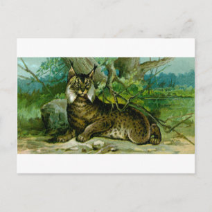 Eurasischer Luchs Postkarte