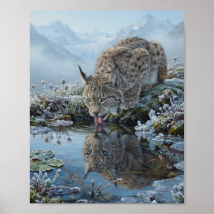 Eurasischer Luchs trinkt Wasser aus einem Gletsche Poster