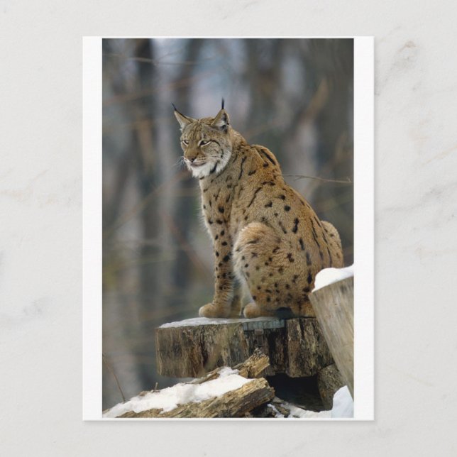 Eurasischer Lynx (Lynx lynx) 3 Postkarte (Vorderseite)
