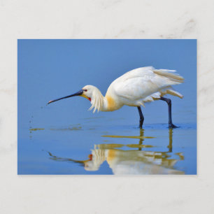 Eurasischer Spoonbill Bird Platalea Leucorodia Postkarte